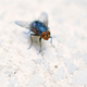 Imagen para el artículo titulado Qué ocurriría si todos los insectos de la Tierra desaparecieran (pista: algo terriblemente asqueroso)